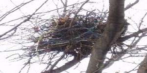 カラスの巣の撤去