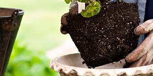植木鉢の植え替え
