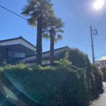 シュロの木を剪定「昭島市」-施工実績